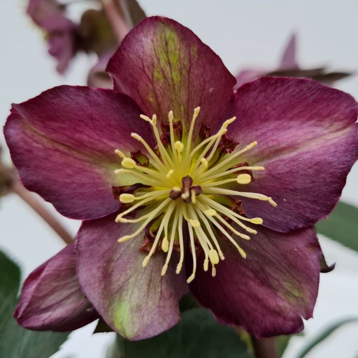 Christrose\u0020\u0028Helleborus\u0029\u0020Star\u0020of\u0020Passion