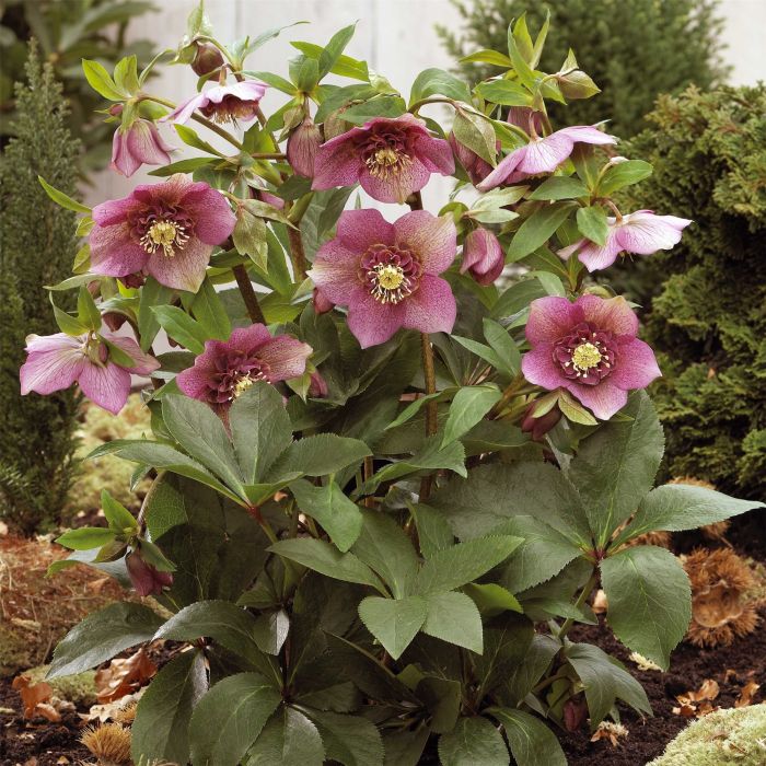 Christrose\u0020\u0028Helleborus\u0029\u0020Tutu