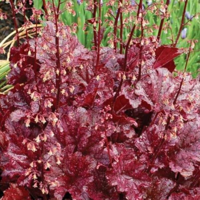 Purpurgl\u00F6ckchen\u0020\u0028Heuchera\u0029\u0020Berry\u0020Marmalade