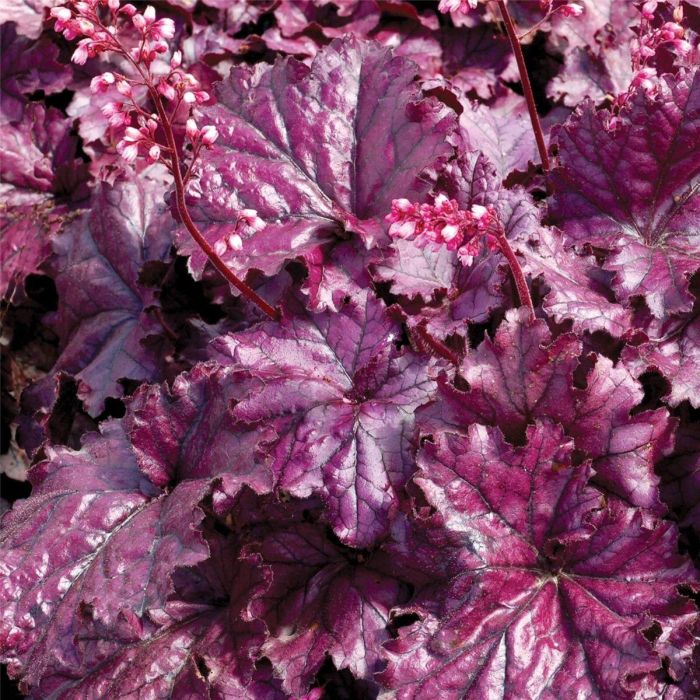 Purpurgl\u00F6ckchen\u0020\u0028Heuchera\u0029\u0020Forever\u0020Purple