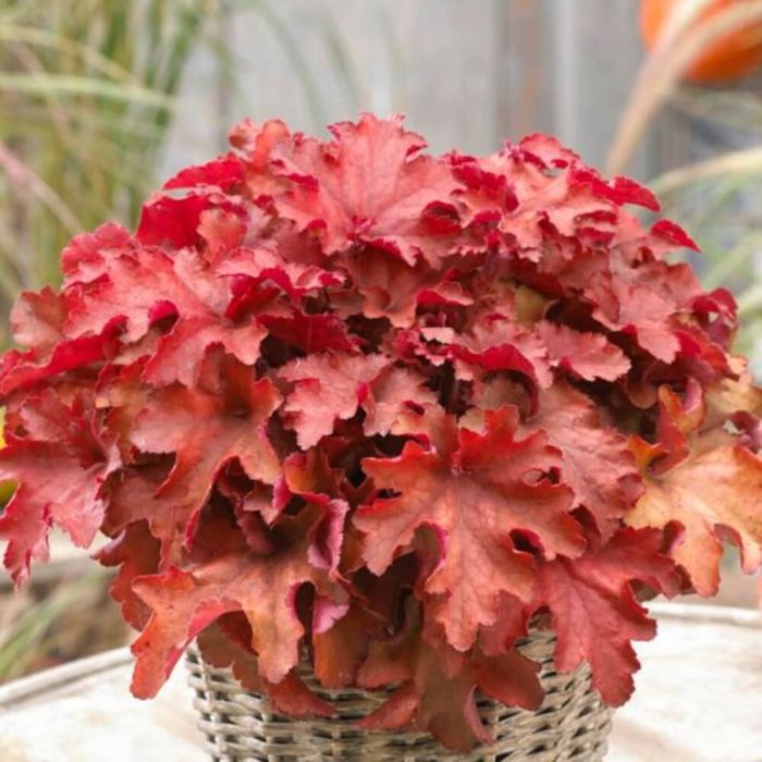 Purpurgl\u00F6ckchen\u0020\u0028Heuchera\u0020Indian\u0020Summer\u0029\u0020Cranberry