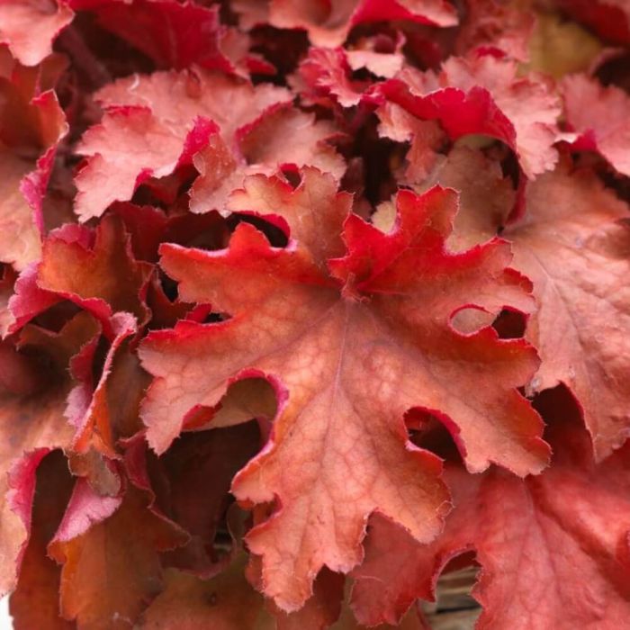 Purpurgl\u00F6ckchen\u0020\u0028Heuchera\u0020Indian\u0020Summer\u0029\u0020Cranberry