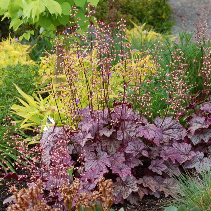 Purpurgl\u00F6ckchen\u0020\u0028Heuchera\u0029\u0020Plum\u0020Royale