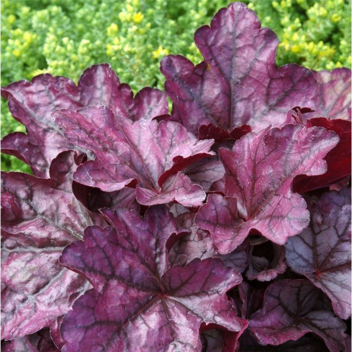 Purpurgl\u00F6ckchen\u0020\u0028Heuchera\u0029\u0020Plum\u0020Royale