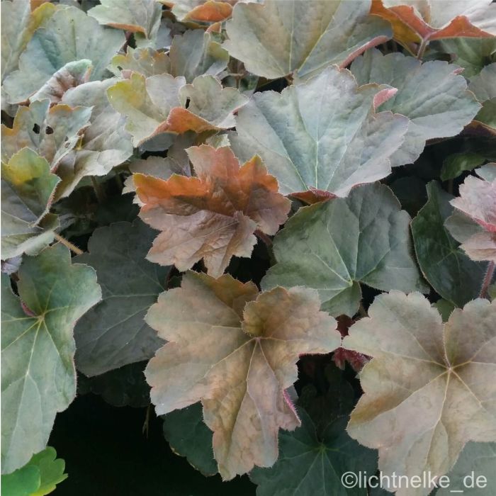 Purpurgl\u00F6ckchen\u0020\u0028Heuchera\u0029\u0020Walnut