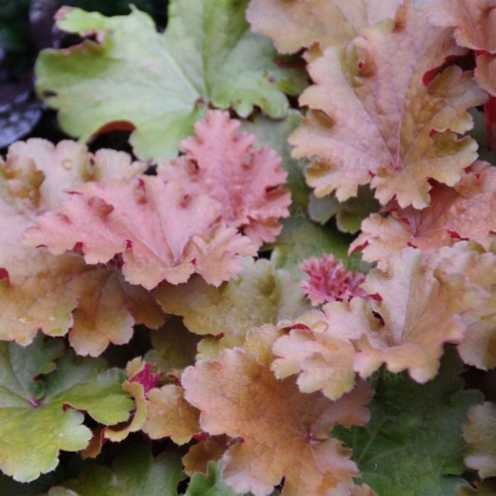 Heuchera\u002D\u0020\u0028Purpurgl\u00F6ckchen\u0029\u0020Amberosus