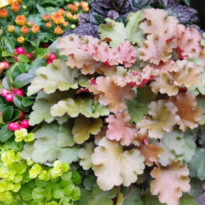 Heuchera\u002D\u0020\u0028Purpurgl\u00F6ckchen\u0029\u0020Amberosus