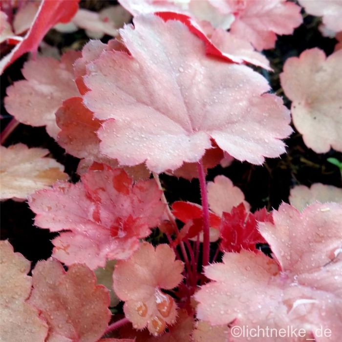 Purpurgl\u00F6ckchen\u0020\u0028Heuchera\u0029\u0020Cherry\u0020Cola