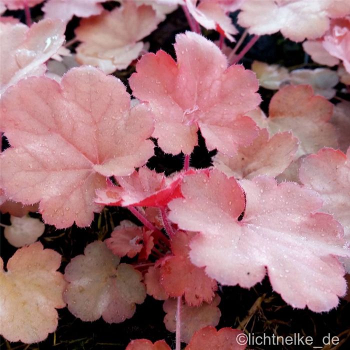 Purpurgl\u00F6ckchen\u0020\u0028Heuchera\u0029\u0020Cherry\u0020Cola