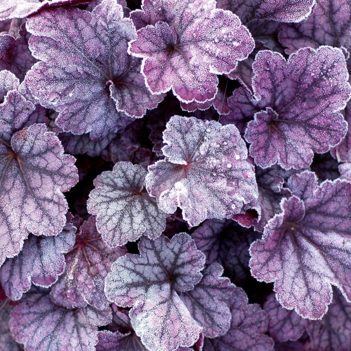 Purpurgl\u00F6ckchen\u0020\u0028Heuchera\u0029\u0020Sugar\u0020Plum