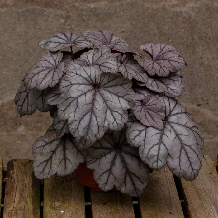 Purpurgl\u00F6ckchen\u0020\u0028Heuchera\u0029\u0020Sugar\u0020Plum