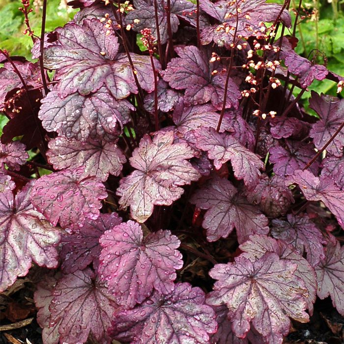 Purpurgl\u00F6ckchen\u0020\u0028Heuchera\u0029\u0020Sugar\u0020Plum