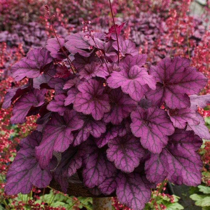 Purpurgl\u00F6ckchen\u0020\u0028Heuchera\u0029\u0020Wild\u0020Rose