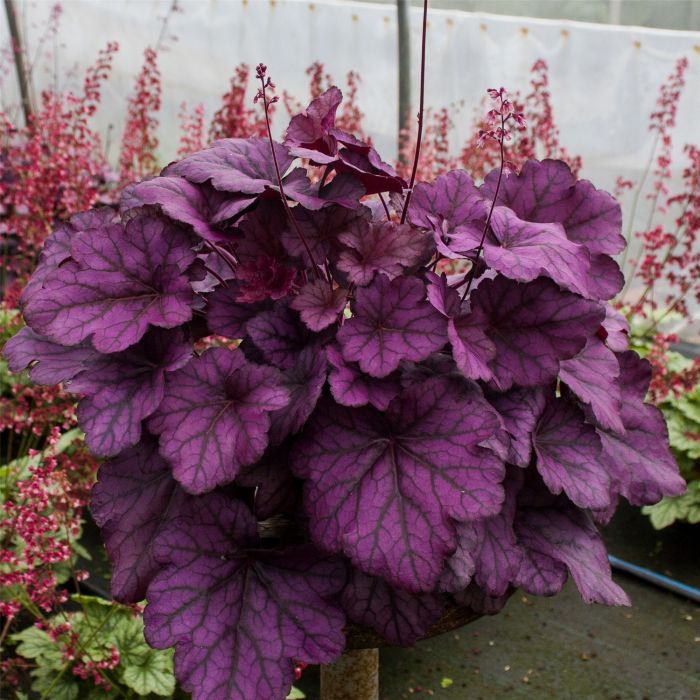 Purpurgl\u00F6ckchen\u0020\u0028Heuchera\u0029\u0020Wild\u0020Rose