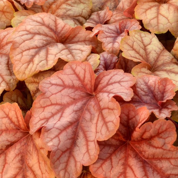 Schaumgl\u00F6ckchen\u0020\u0028Heucherella\u0029\u0020Copper\u0020Cascade