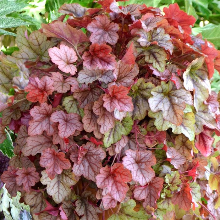 Schaumgl\u00F6ckchen\u0020\u0028Heucherella\u0029\u0020Copper\u0020Cascade