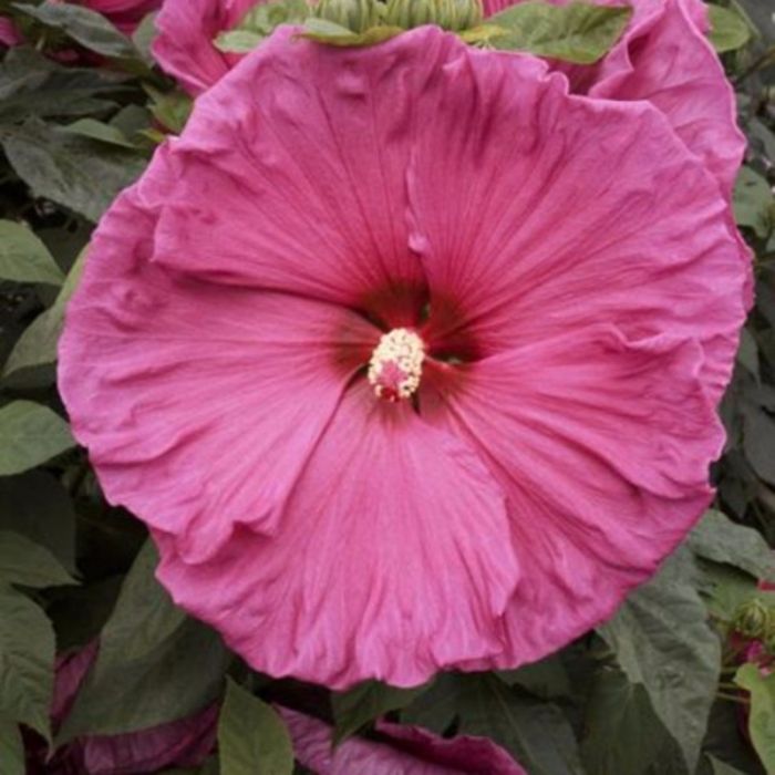 Riesen\u002DHibiskus\u0020\u0028Hibiscus\u0020moscheutos\u0029\u0020Jazzberry\u0020Jam\u00AE