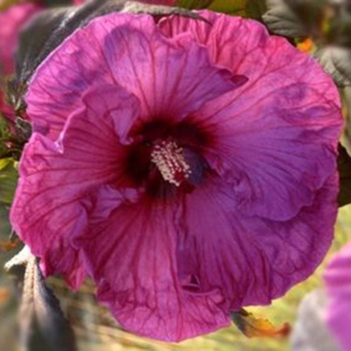 Riesen\u002DHibiskus\u0020\u0028Hibiscus\u0020moscheutos\u0029\u0020Plum\u0020Crazy\u00AE