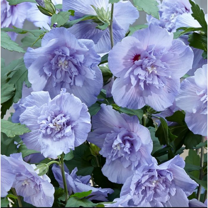 Echter\u0020Roseneibisch\u0020\u0028Hibiscus\u0020syriacus\u0029\u0020Blue\u0020Chiffon