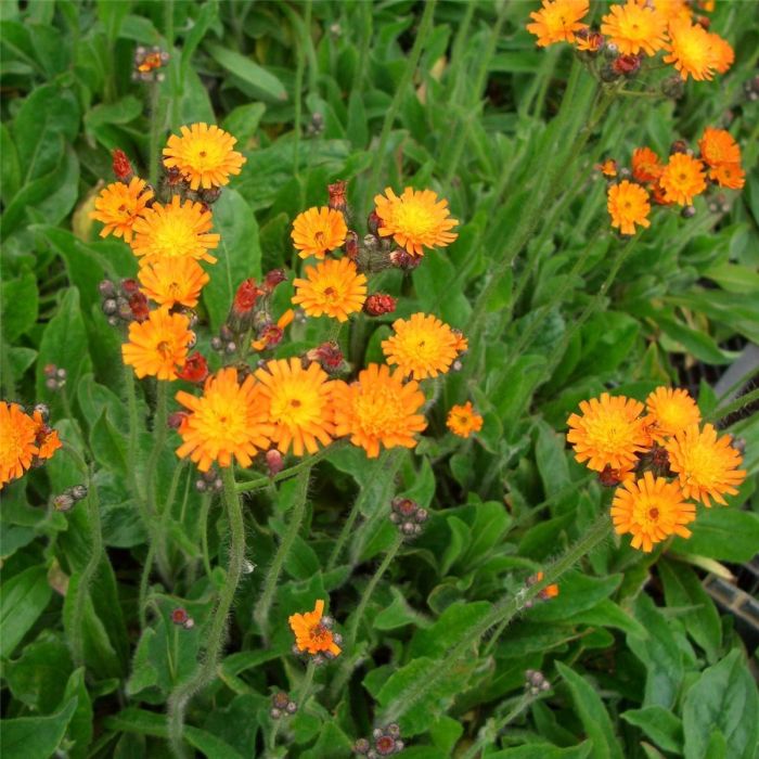 Orangerotes\u0020Habichtskraut\u0020\u0028Hieracium\u0020aurantiacum\u0020\u0029\u0020