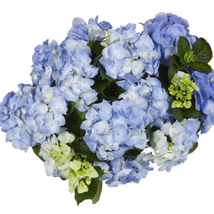 Ball\u002DHortensie\u0020\u0028Hydrangea\u0020macrophylla\u0029\u0020Baby\u0020Blue