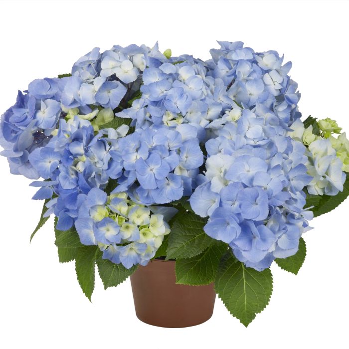 Ball\u002DHortensie\u0020\u0028Hydrangea\u0020macrophylla\u0029\u0020Baby\u0020Blue