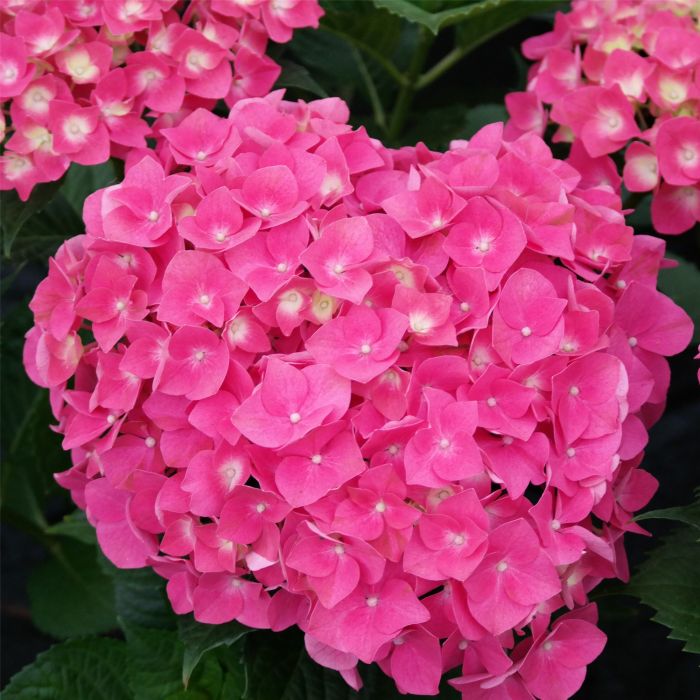 Ball\u002DHortensie\u0020\u0028Hydrangea\u0020macrophylla\u0029\u0020Bela\u00AE