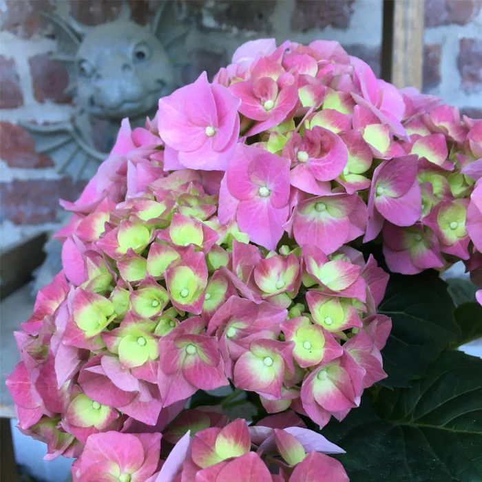 Ball\u002DHortensie\u0020\u0028Hydrangea\u0020macrophylla\u0029\u0020Bela\u00AE