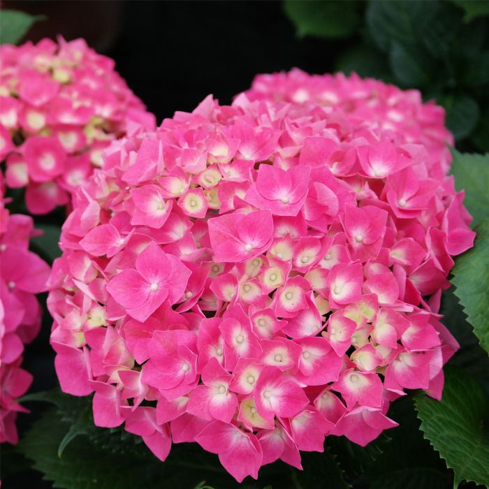 Ball\u002DHortensie\u0020\u0028Hydrangea\u0020macrophylla\u0029\u0020Bela\u00AE