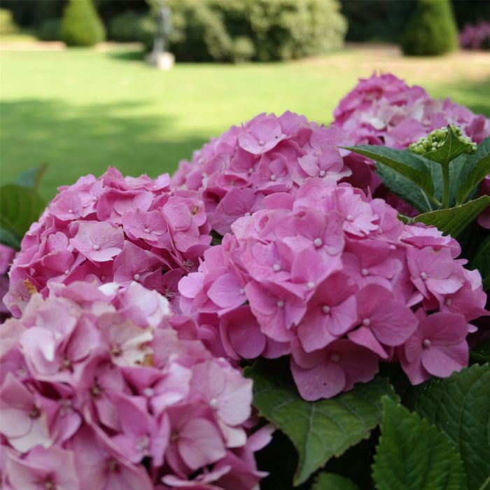 Ball\u002DHortensie\u0020\u0028Hydrangea\u0020macrophylla\u0029\u0020Bela\u00AE