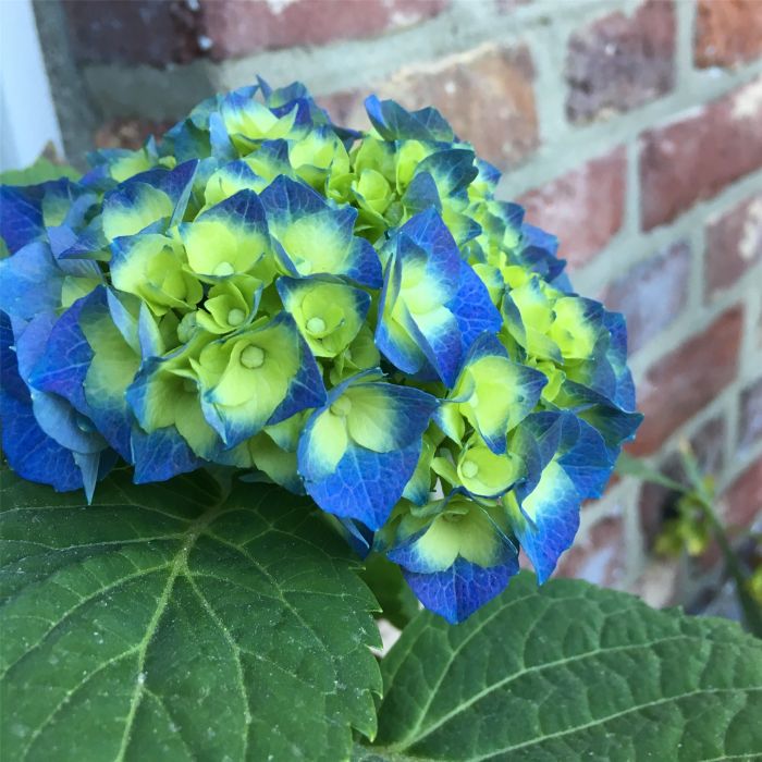 Ball\u002DHortensie\u0020\u0028Hydrangea\u0020macrophylla\u0029\u0020Bela\u00AE