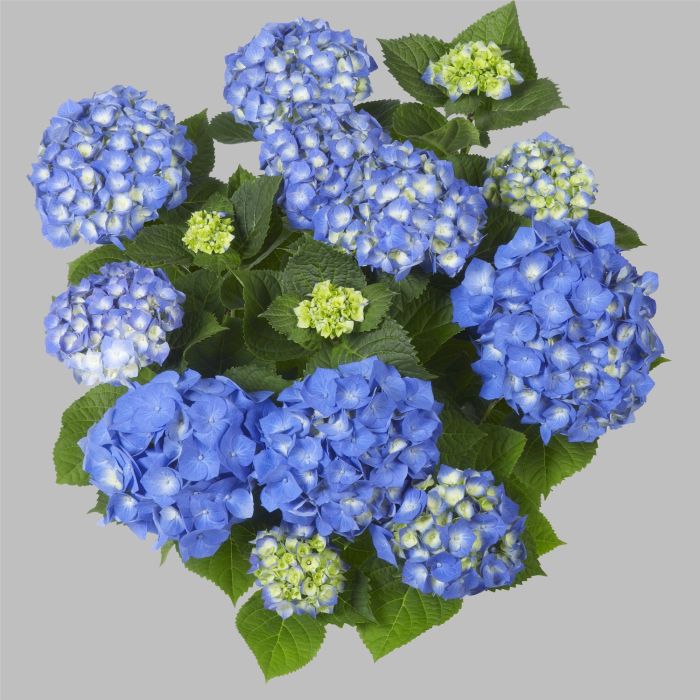 Ball\u002DHortensie\u0020\u0028Hydrangea\u0020macrophylla\u0029\u0020Bela\u00AE