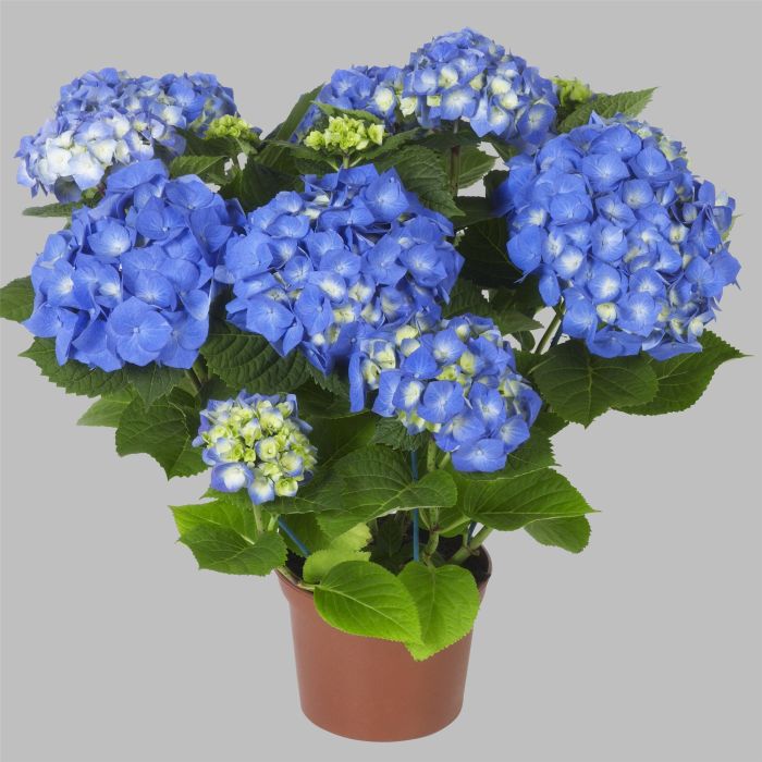 Ball\u002DHortensie\u0020\u0028Hydrangea\u0020macrophylla\u0029\u0020Bela\u00AE