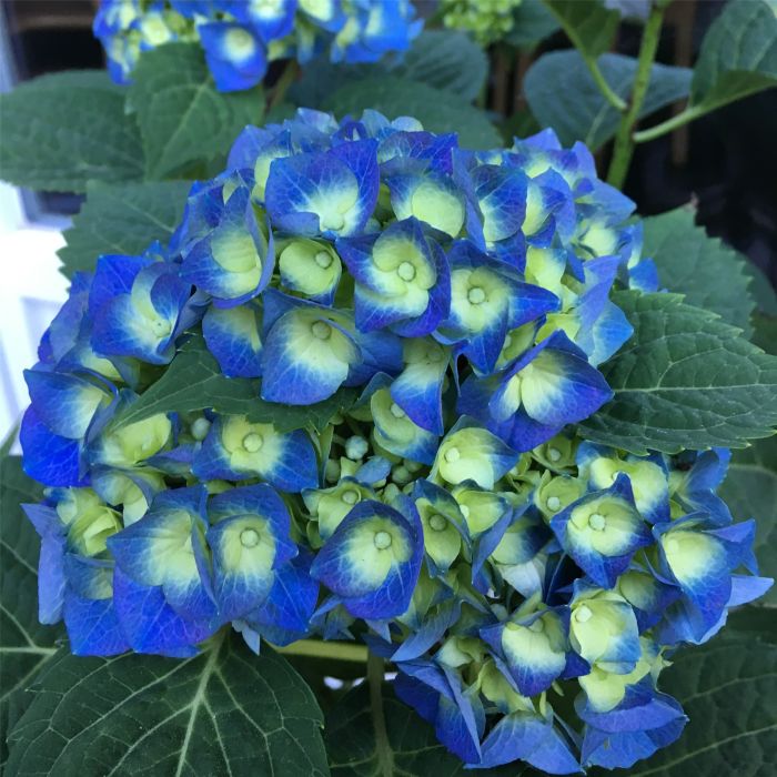 Ball\u002DHortensie\u0020\u0028Hydrangea\u0020macrophylla\u0029\u0020Bela\u00AE