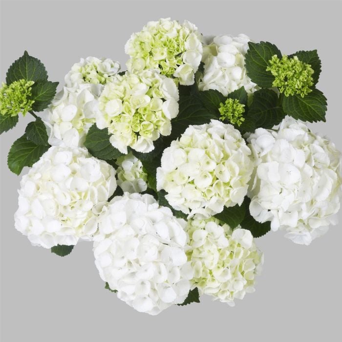 Ball\u002DHortensie\u0020\u0028Hydrangea\u0020macrophylla\u0029\u0020Clarissa\u0028s\u0029