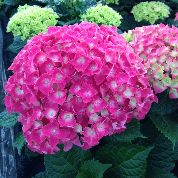 Ball\u002DHortensie\u0020\u0028Hydrangea\u0020macrophylla\u0029\u0020Leuchtfeuer