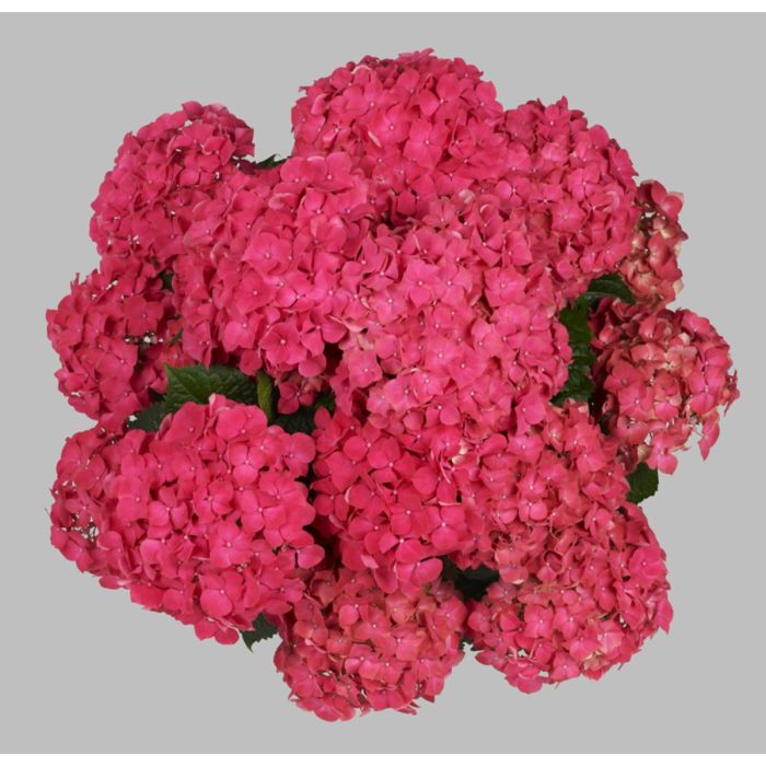 Ball\u002DHortensie\u0020\u0028Hydrangea\u0020macrophylla\u0029\u0020Leuchtfeuer