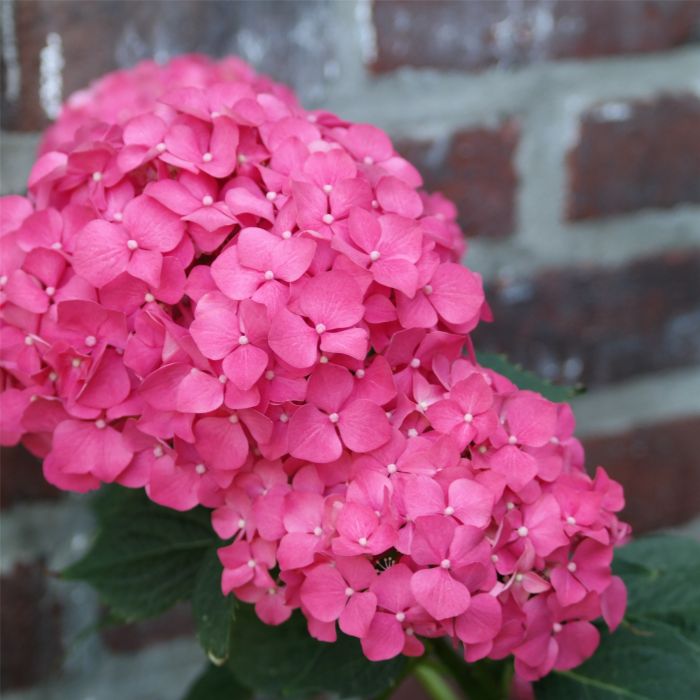 Ball\u002DHortensie\u0020\u0028Hydrangea\u0020macrophylla\u0029\u0020Leuchtfeuer