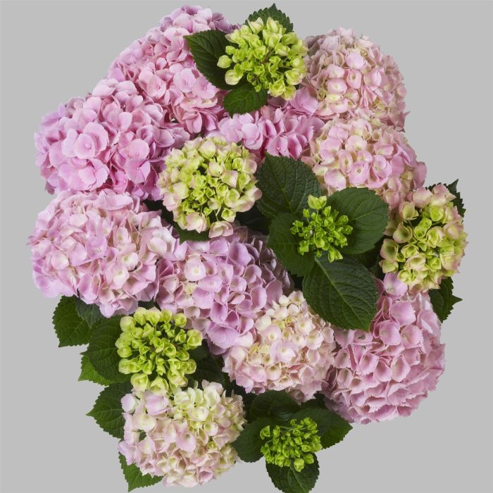 Ball\u002DHortensie\u0020\u0028Hydrangea\u0020macrophylla\u0029\u0020Pink\u0020Sensation\u00AE