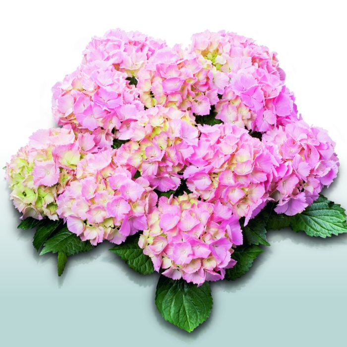 Ball\u002DHortensie\u0020\u0028Hydrangea\u0020macrophylla\u0029\u0020Pink\u0020Sensation\u00AE