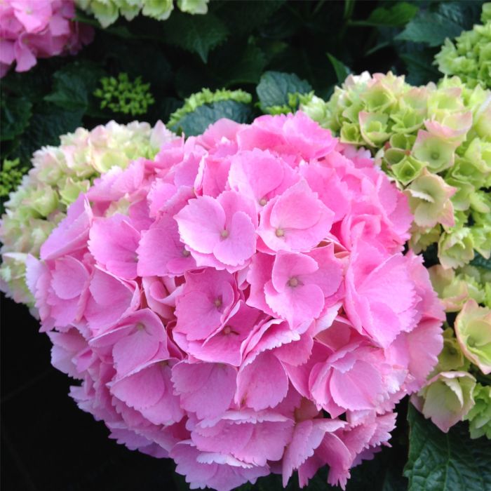 Ball\u002DHortensie\u0020\u0028Hydrangea\u0020macrophylla\u0029\u0020Pink\u0020Sensation\u00AE