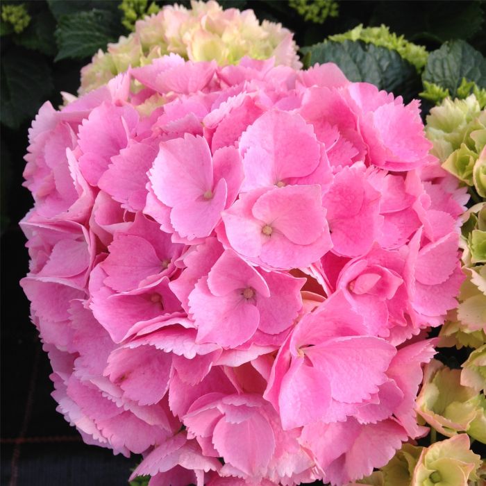 Ball\u002DHortensie\u0020\u0028Hydrangea\u0020macrophylla\u0029\u0020Pink\u0020Sensation\u00AE