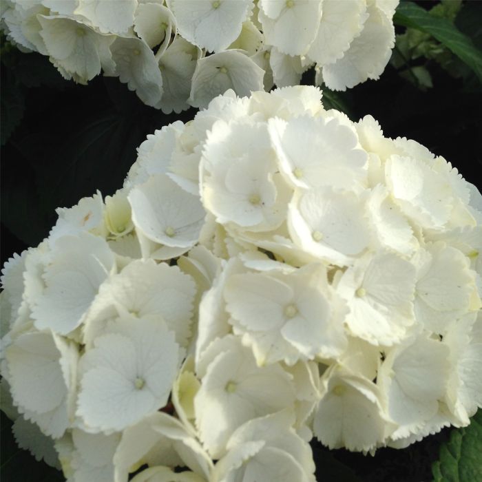 Ball\u002DHortensie\u0020\u0028Hydrangea\u0020macrophylla\u0029\u0020Saxon\u00AE\u0020Schneeball\u0028s\u0029