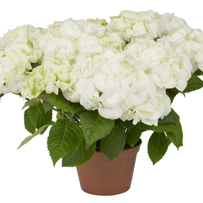 Ball\u002DHortensie\u0020\u0028Hydrangea\u0020macrophylla\u0029\u0020Vanilla\u0020Sky\u0028s\u0029