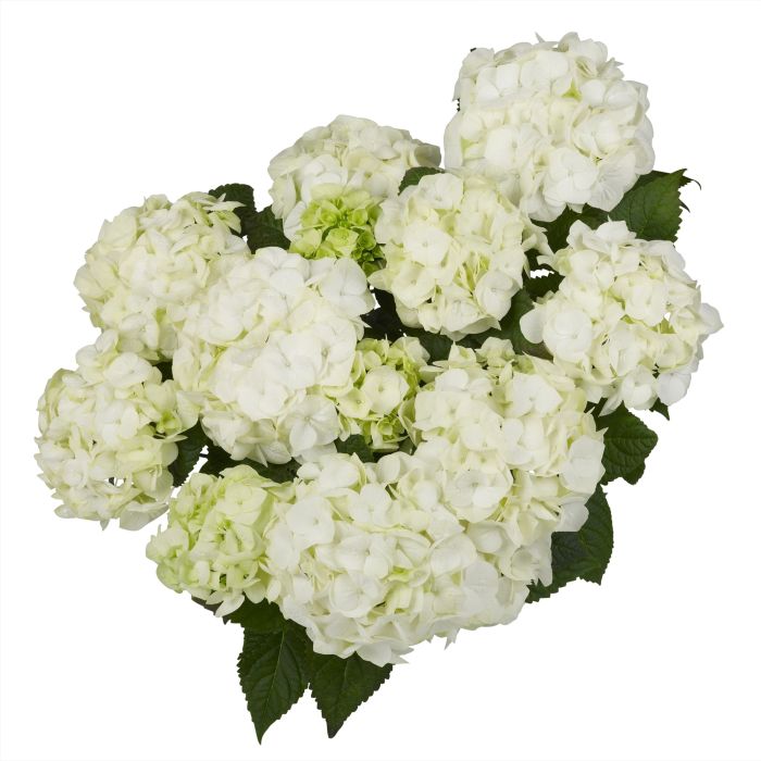 Ball\u002DHortensie\u0020\u0028Hydrangea\u0020macrophylla\u0029\u0020Vanilla\u0020Sky\u0028s\u0029