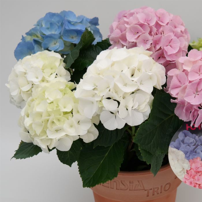 Dreifarbige\u0020Ball\u002DHortensie\u0020\u0028Hydrangea\u0020macrophylla\u0029\u0020Trio