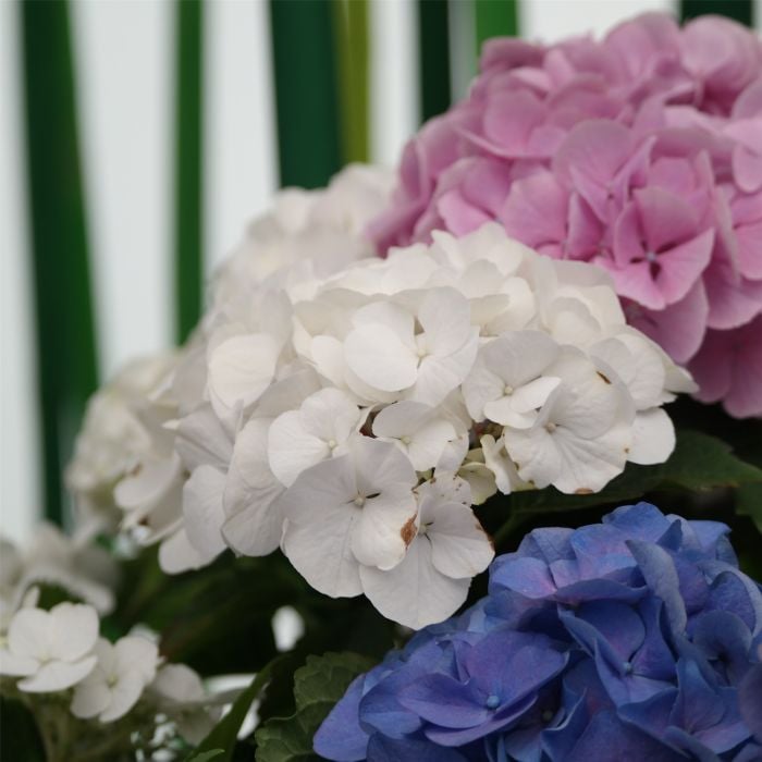 Dreifarbige\u0020Ball\u002DHortensie\u0020\u0028Hydrangea\u0020macrophylla\u0029\u0020Trio