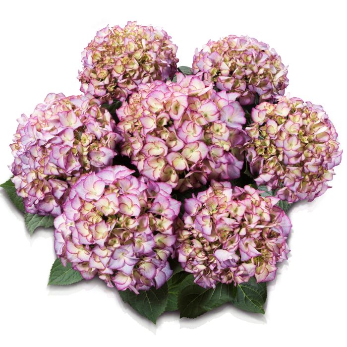 Zweifarbige\u0020Ball\u002DHortensie\u0020\u0028Hydrangea\u0020macrophylla\u0029\u0020Adula\u00AE\u0020Lila