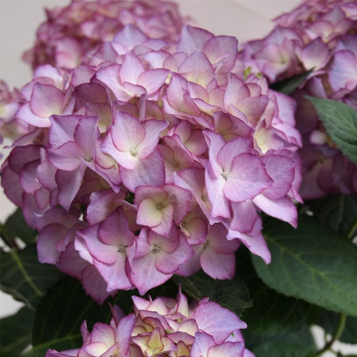 Zweifarbige\u0020Ball\u002DHortensie\u0020\u0028Hydrangea\u0020macrophylla\u0029\u0020Adula\u00AE\u0020Lila