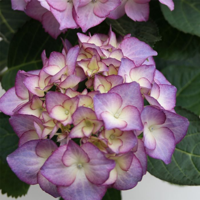 Zweifarbige\u0020Ball\u002DHortensie\u0020\u0028Hydrangea\u0020macrophylla\u0029\u0020Adula\u00AE\u0020Lila